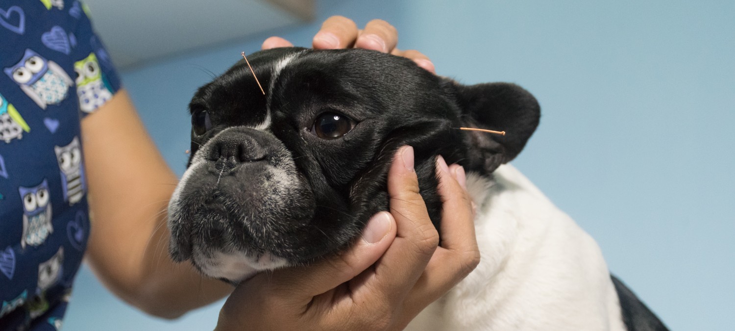 Acupuncture - Dog Receiving Treatment