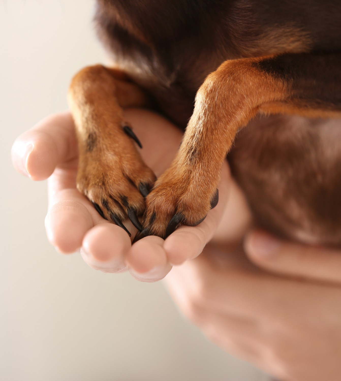 Owner Holding Dachshund's Paws