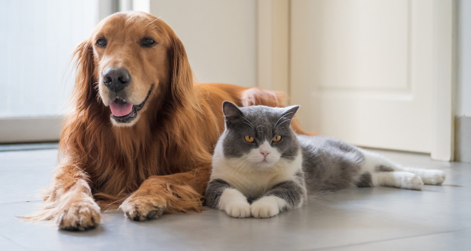 Adult Pet Wellness - Dog & Cat Sitting on Floor