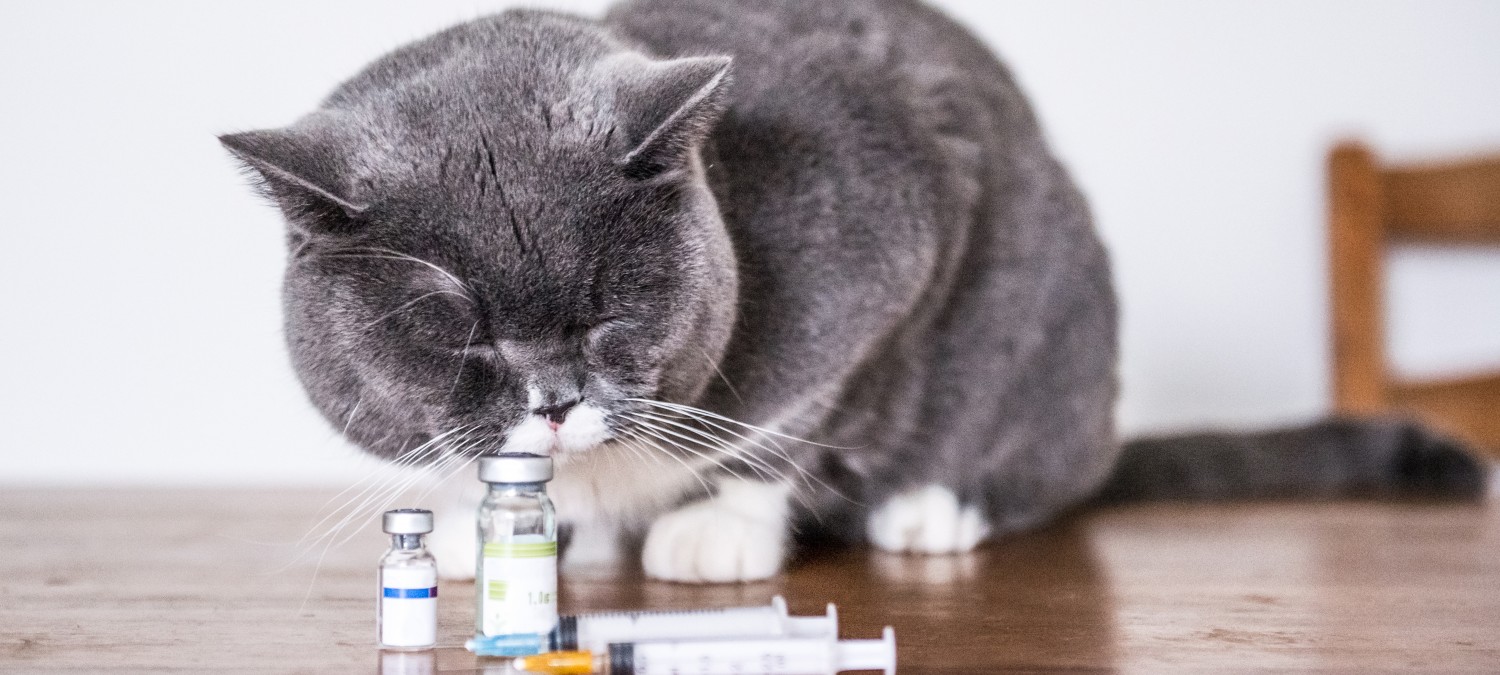 Endocrinology - Cat With Vials
