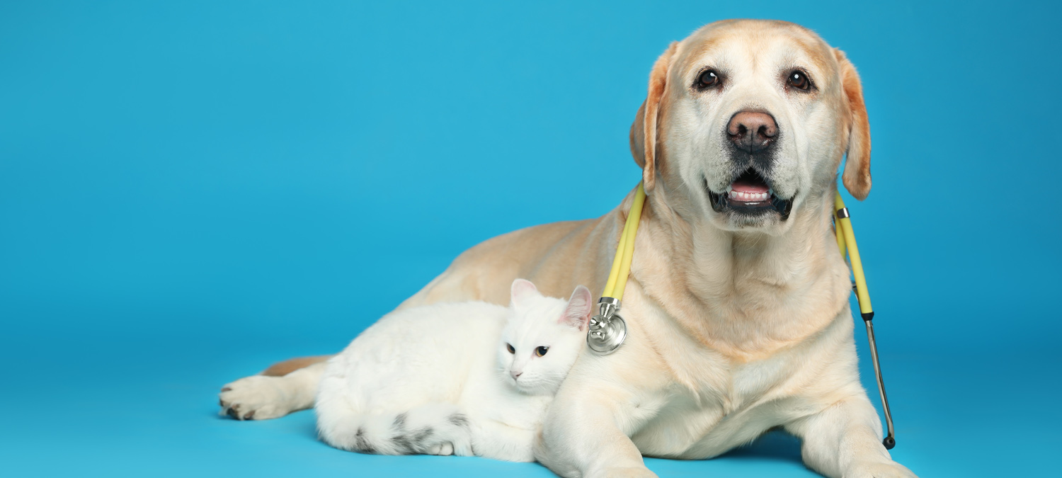 Laser Therapy - Dog and Cat Sitting Together With Stethoscope