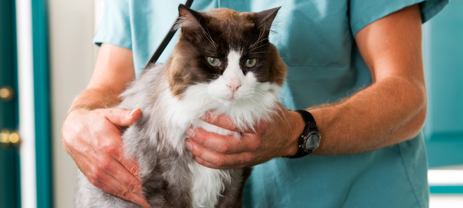 Oncology - Vet Examining Cat