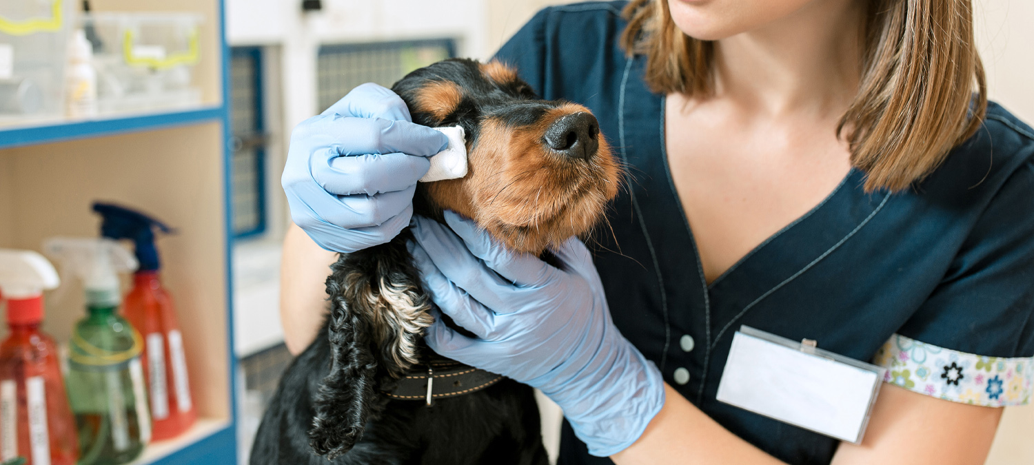 Opthalmology - Veterinarian Wiping Dogs Eye With Gauze