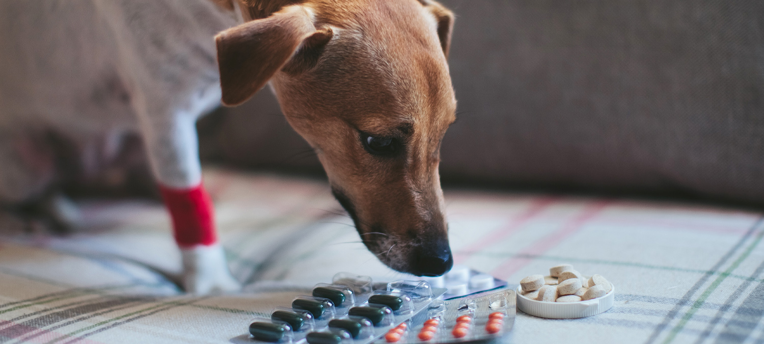 Pain Management - Dog With Various Medicines