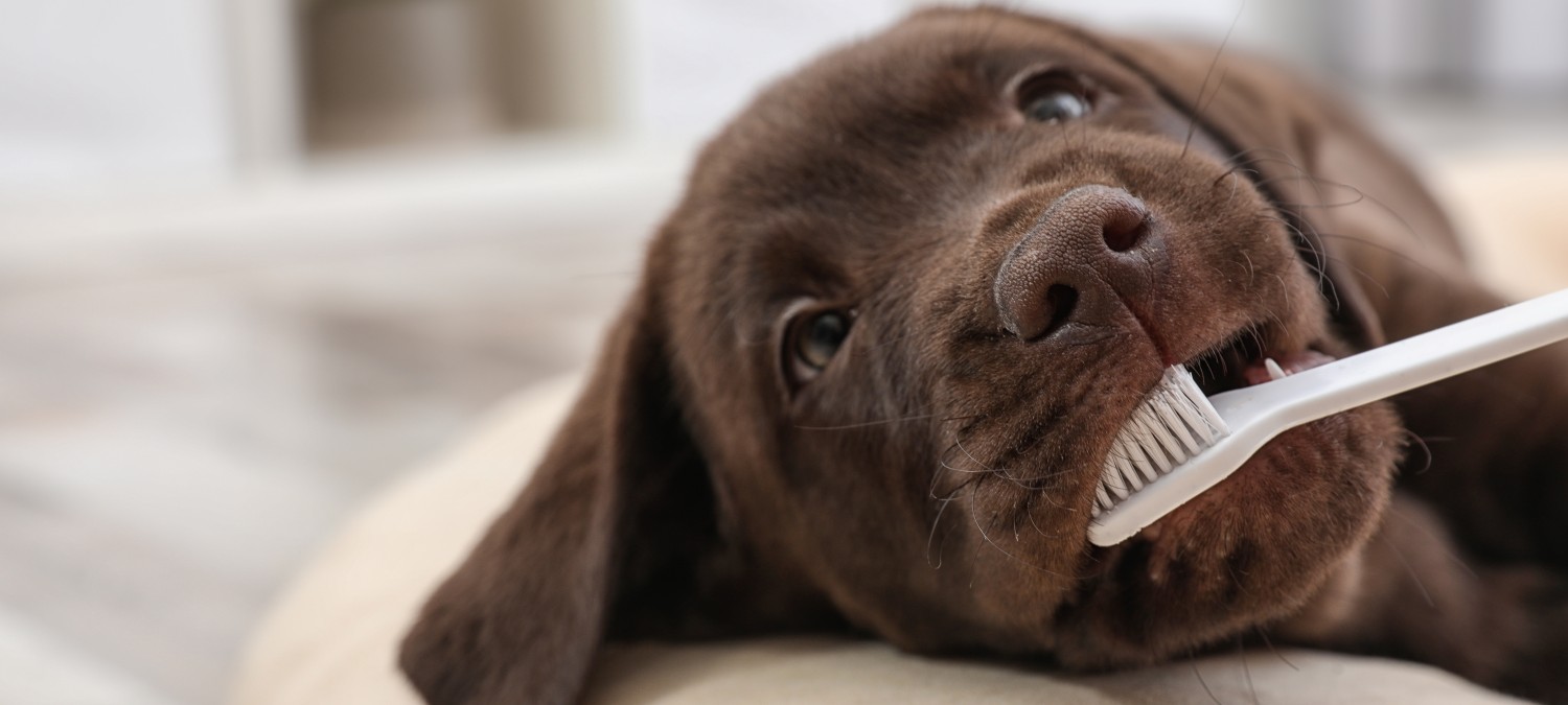 Dentistry - Puppy Getting Teeth Brushed