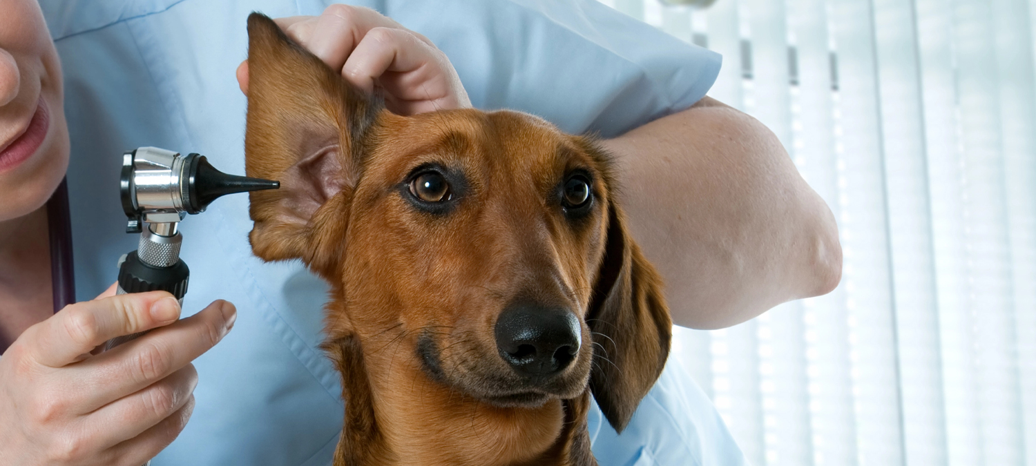 Endoscopy/Otoscopy - Looking inside dogs ear