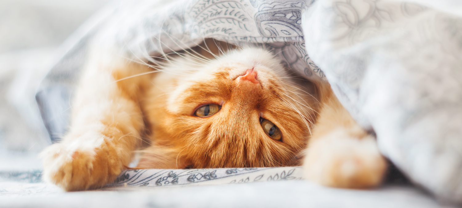 Feline Medicine - Cat Laying on Back under Blankets