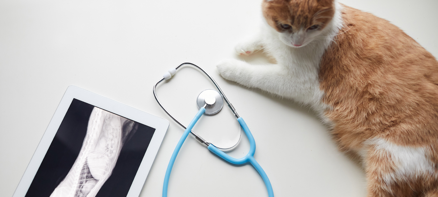 Internal Medicine - Cat Sitting Near Radiograph and Stethoscope 