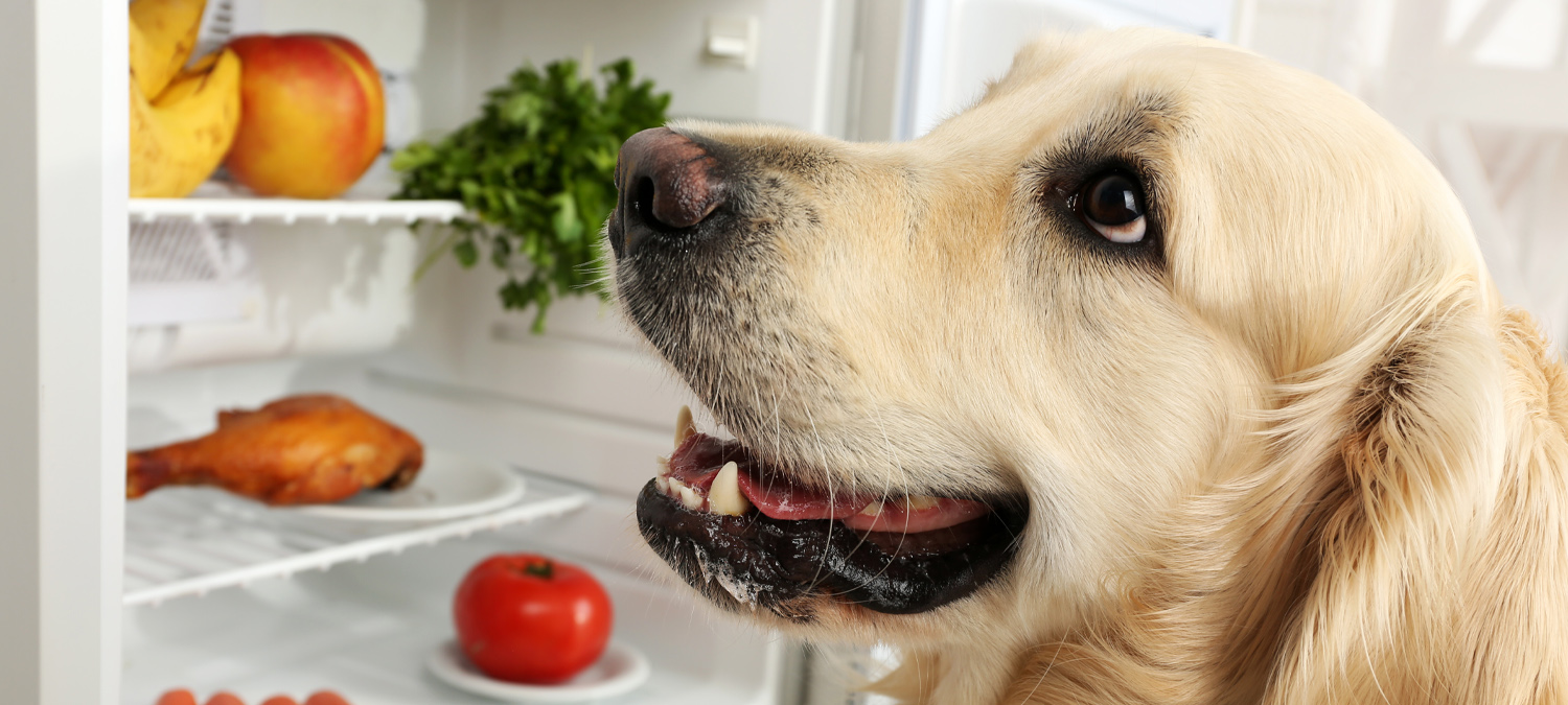 Nutrition - Dog Sitting Near Open Fridge With Food