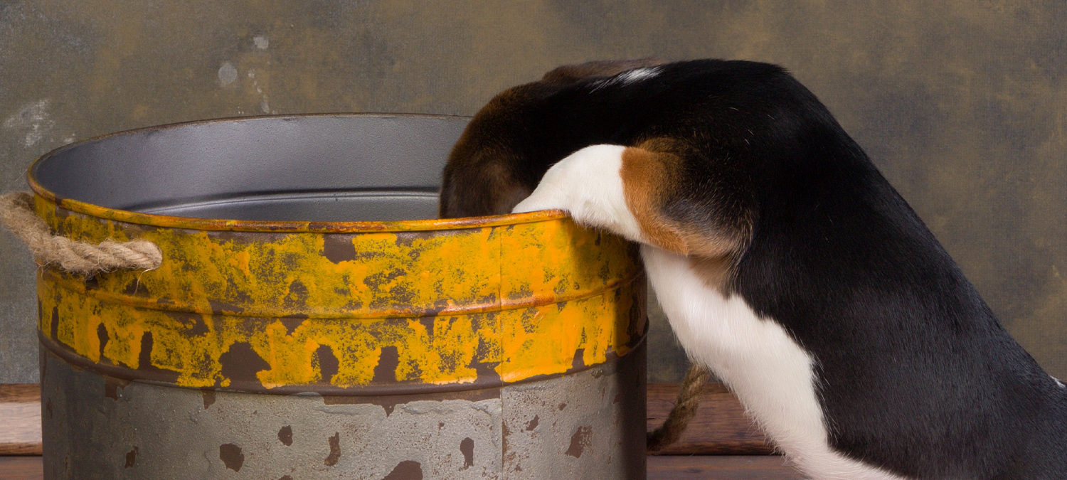 Toxicology - Puppy Getting Into Trash Bin