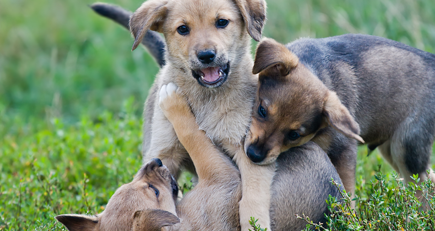 Puppies Playing in Grass